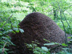Лечение муравьями