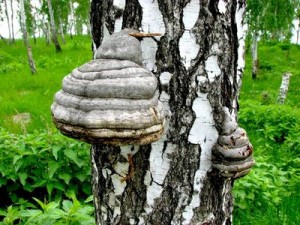 Панацея — березовый гриб  чага
